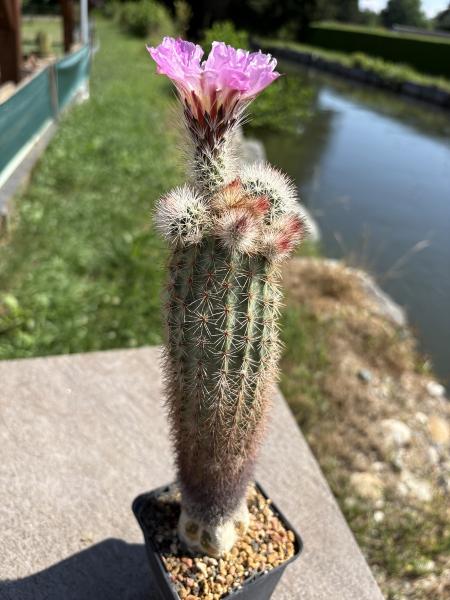 Echinocereus dasyacanthus